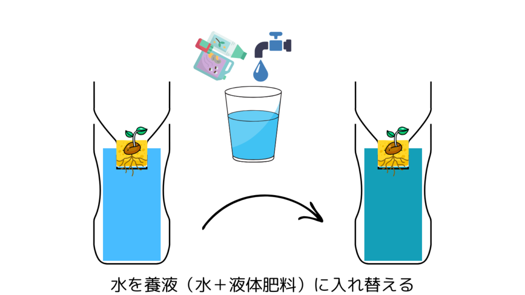 水を養液（水＋液体肥料）に入れ替える